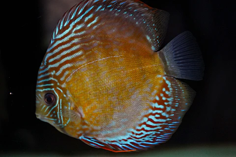 Iripixi Semi Royal