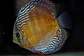 Iripixi Semi Royal - Thumbnail 1