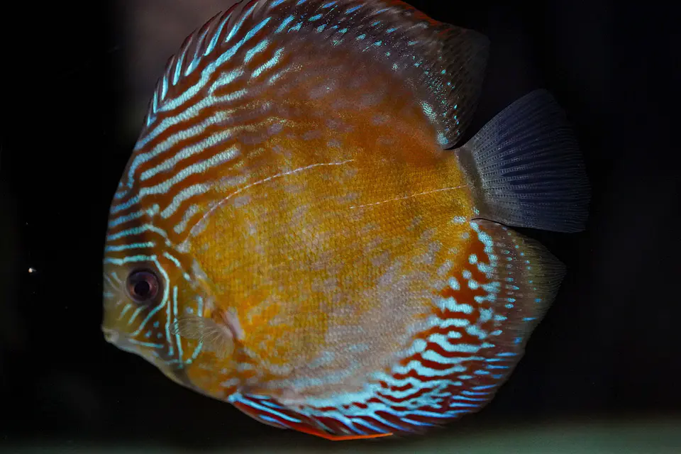 Iripixi Semi Royal 1