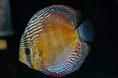 Iripixi Semi Royal