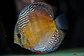Iripixi Semi Royal - Thumbnail 3