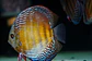 Iripixi Semi Royal - Thumbnail 6
