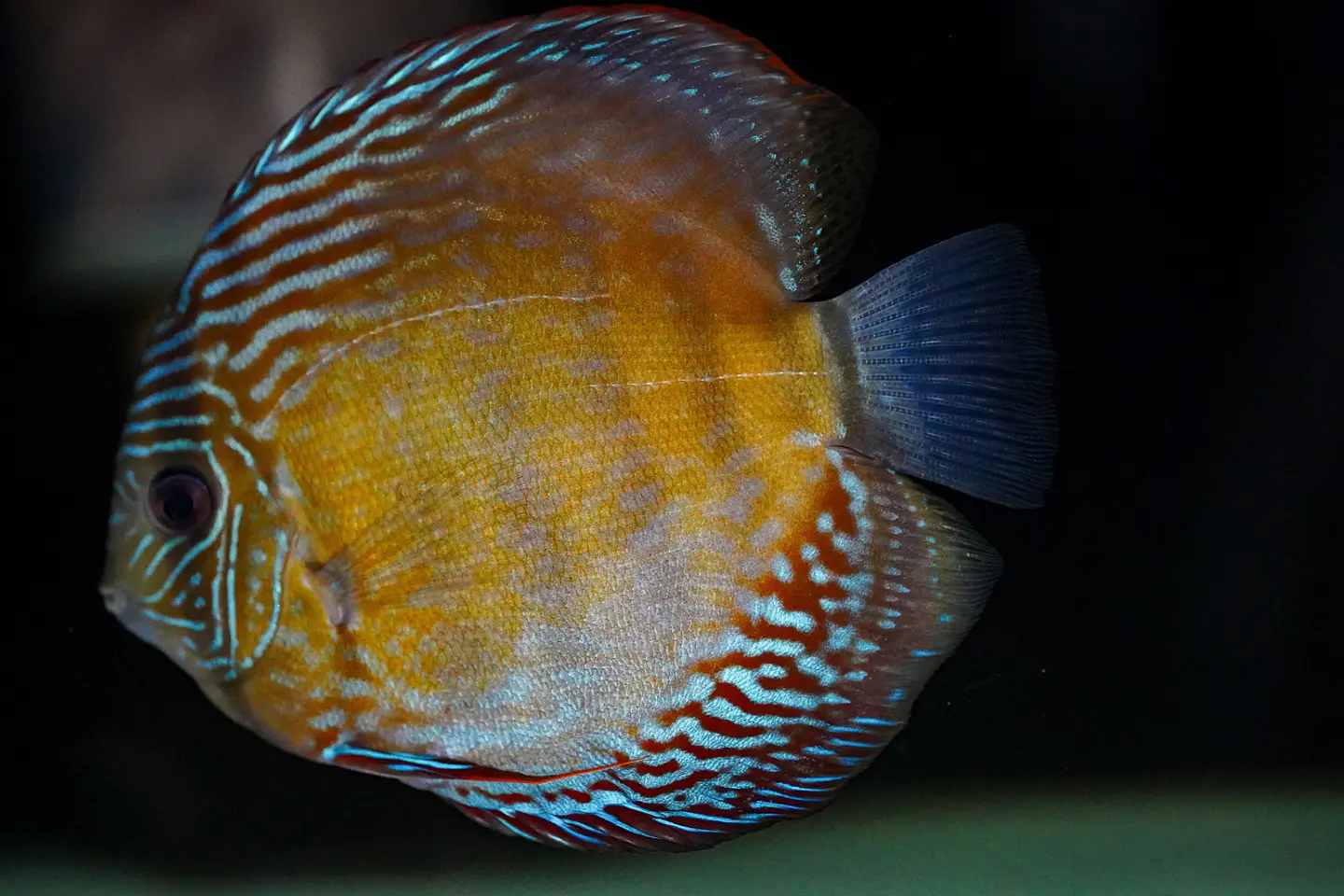Iripixi Semi Royal 7