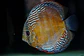 Iripixi Semi Royal - Thumbnail 8