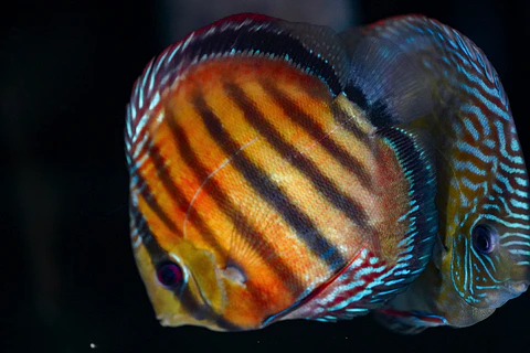 Cuipeua Red Solido