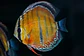 Iripixi Ica Bar - Thumbnail 9
