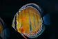Iripixi Ica Bar - Thumbnail 4