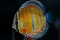 Iripixi Ica Bar - Thumbnail 7