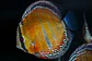 Iripixi Ica Bar - Thumbnail 2