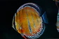 Iripixi Ica Bar - Thumbnail 3