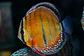 Iripixi Ica Bar - Thumbnail 1