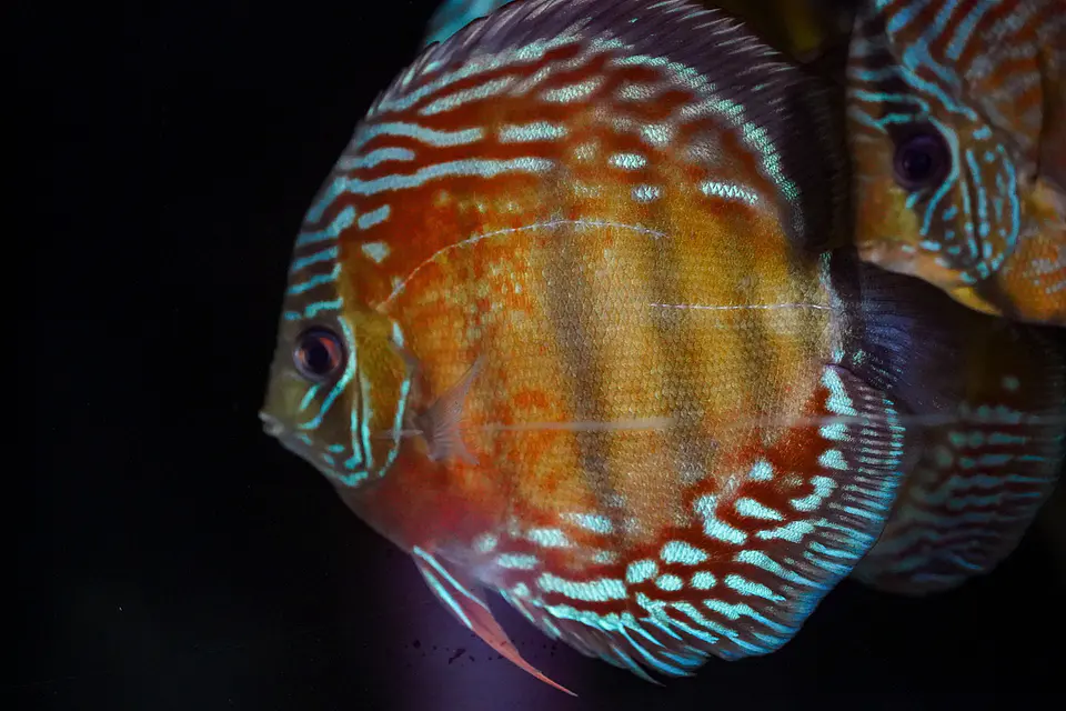 Iripixi Semi Royal 4