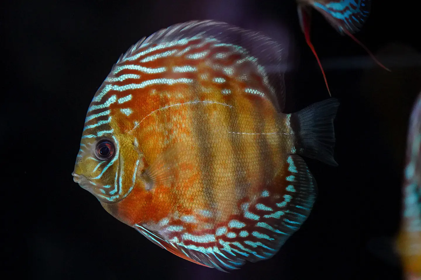 Iripixi Semi Royal 5