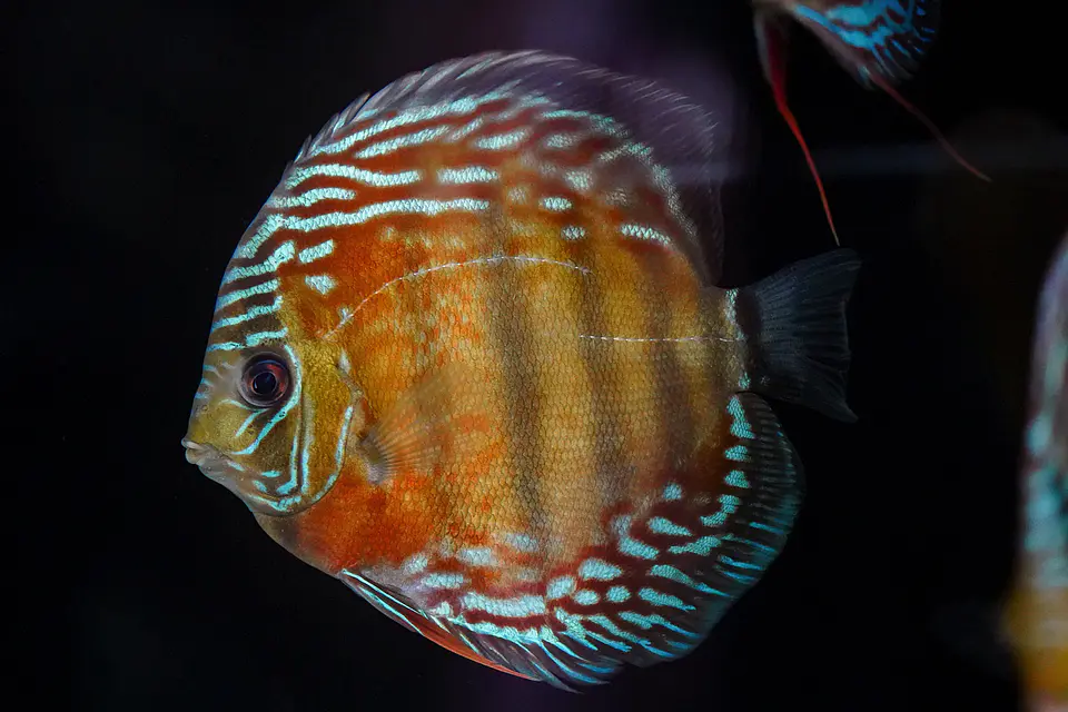 Iripixi Semi Royal 5