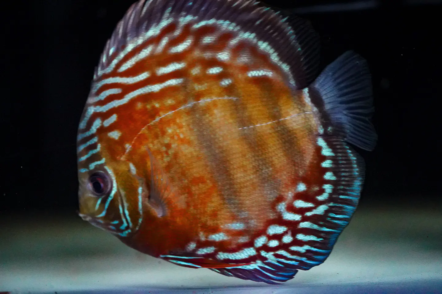 Iripixi Semi Royal 9