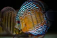 Iripixi Semi Royal - Thumbnail 1