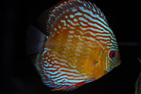 Iripixi Semi Royal