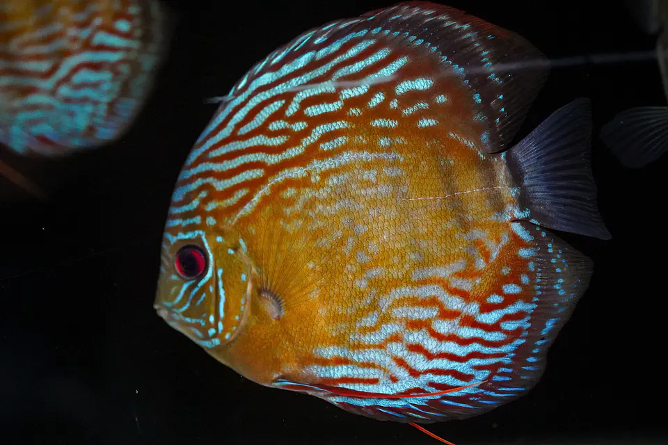 Iripixi Semi Royal 3