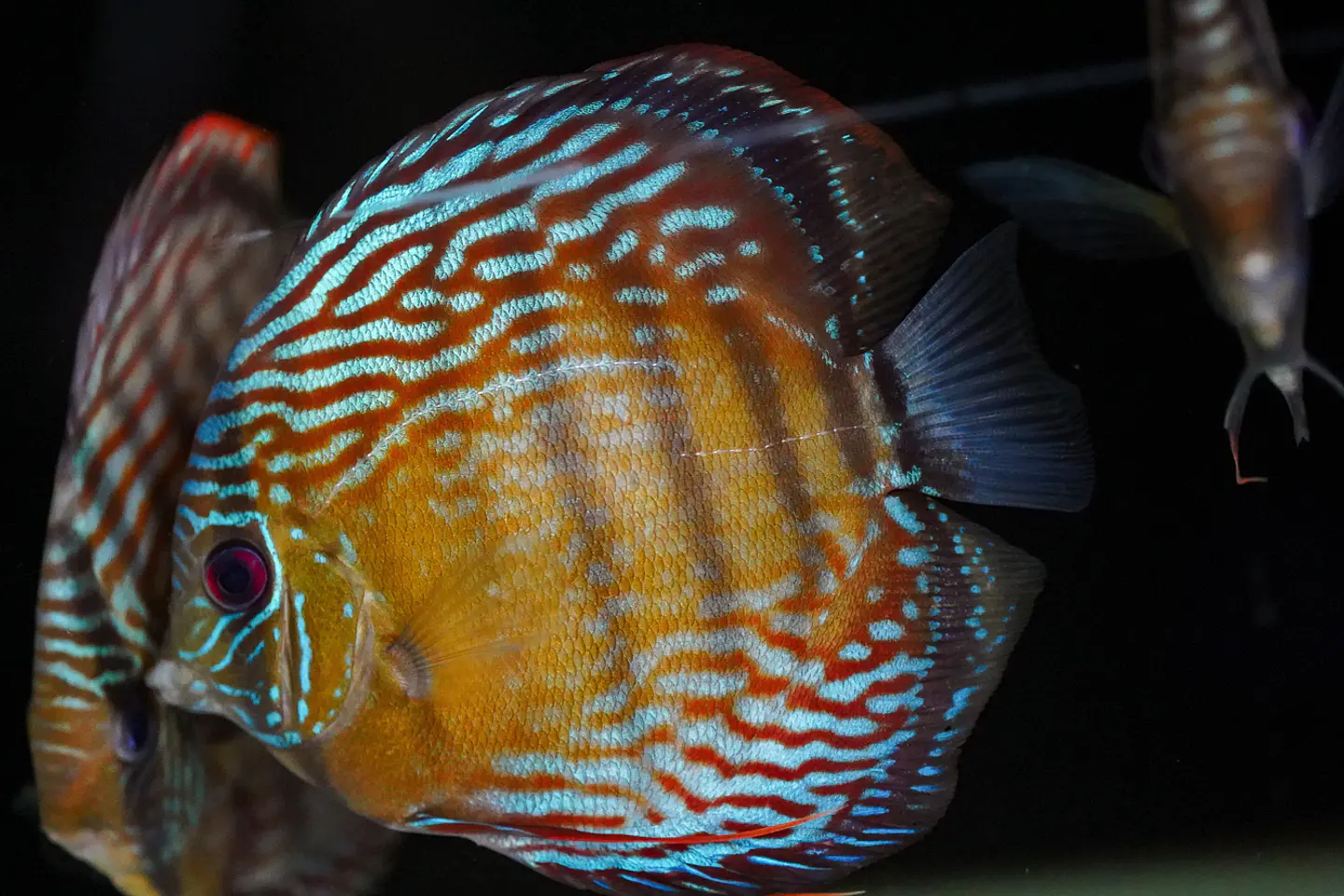 Iripixi Semi Royal 5