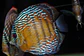 Iripixi Semi Royal - Thumbnail 5
