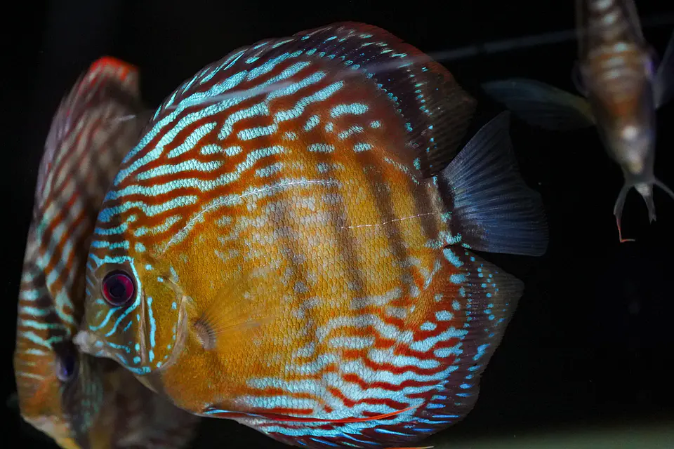 Iripixi Semi Royal 5
