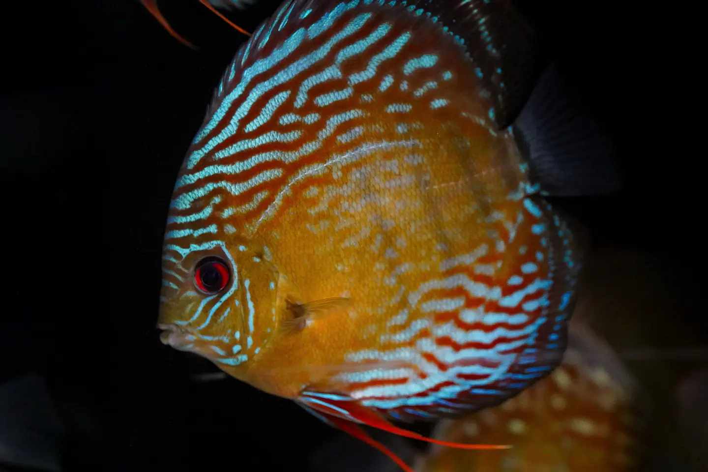 Iripixi Semi Royal 10
