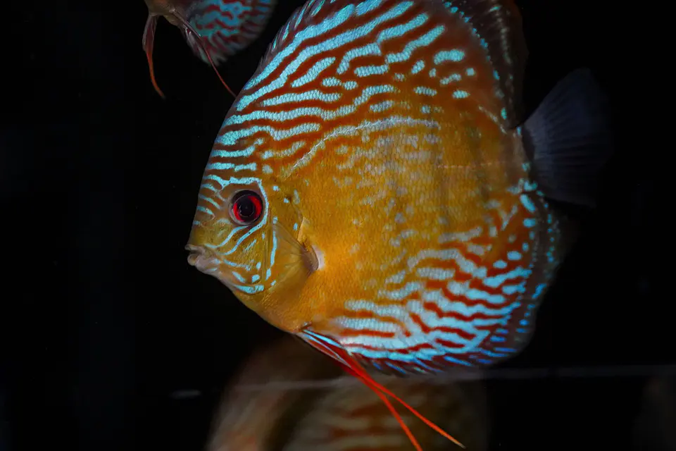 Iripixi Semi Royal 11