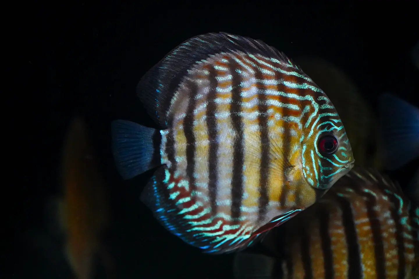 Iripixi Semi Royal 4