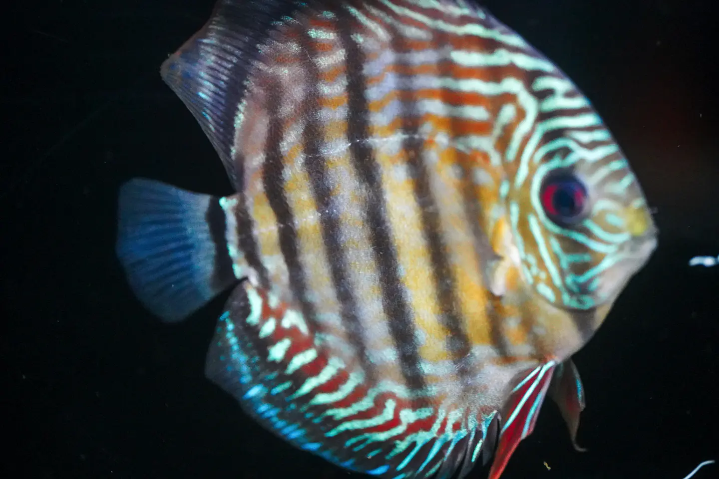 Iripixi Semi Royal 5