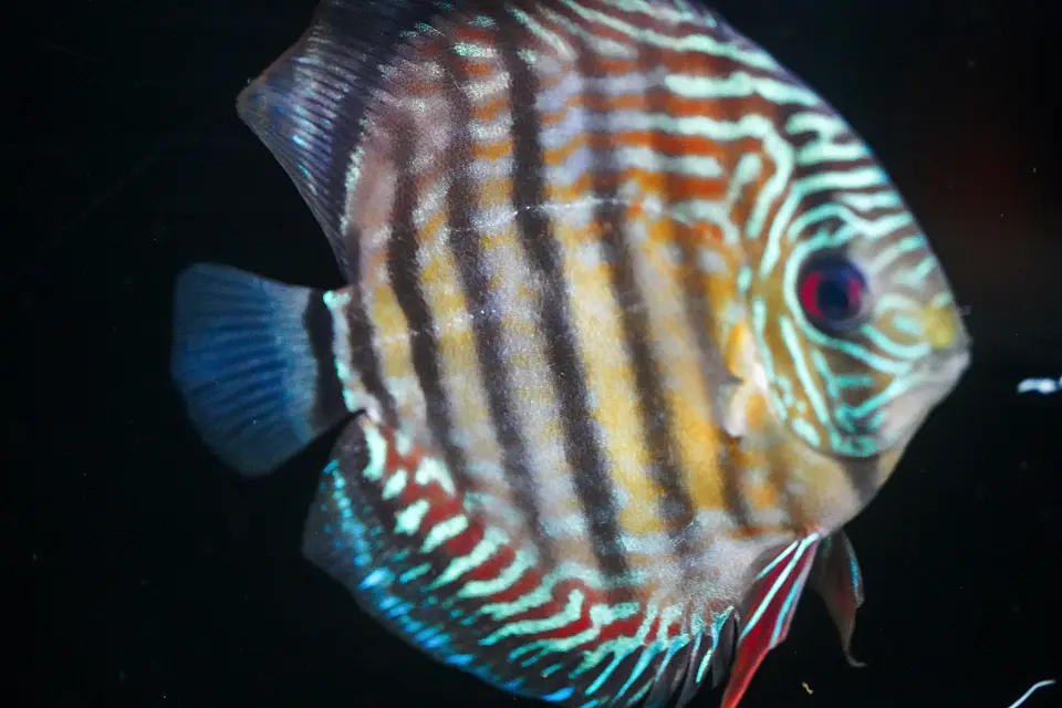 Iripixi Semi Royal 5