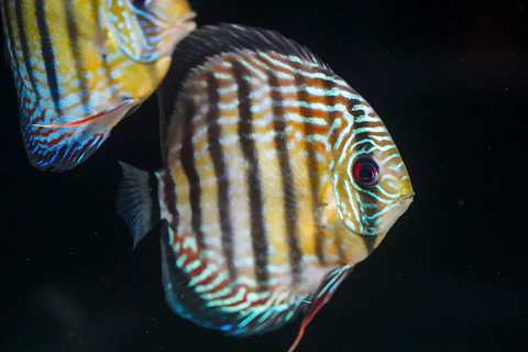 Iripixi Semi Royal