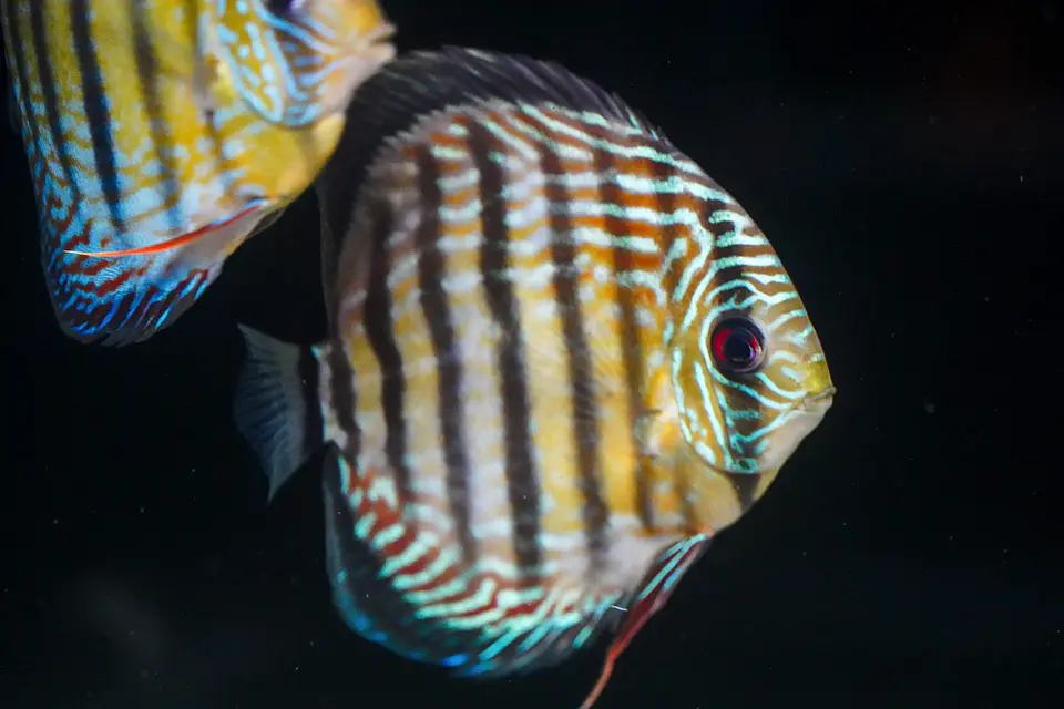Iripixi Semi Royal 2