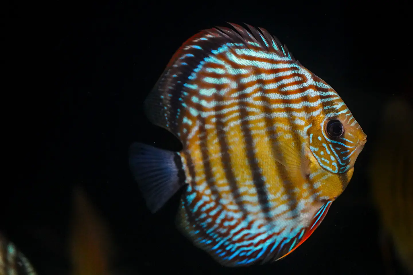 Iripixi Semi Royal 1
