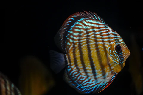 Iripixi Semi Royal
