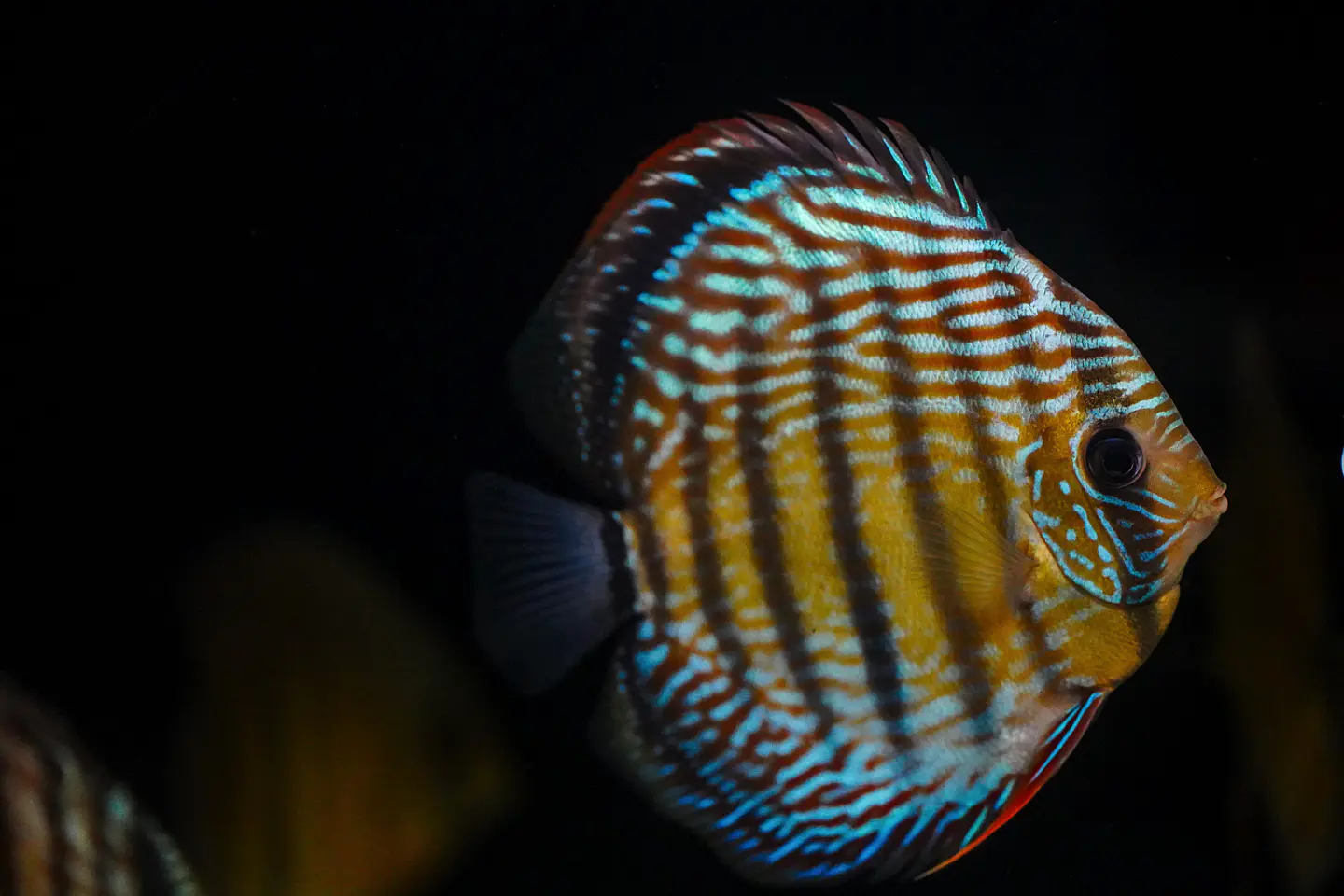 Iripixi Semi Royal 2