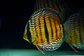 Golden Ica Bar - Thumbnail 5