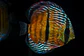 Golden Ica Bar - Thumbnail 1