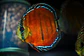 Cuipeua Red Solido - Thumbnail 3