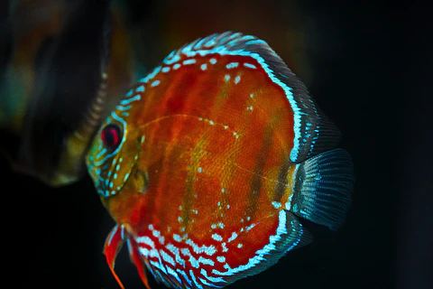 Cuipeua Red Solido