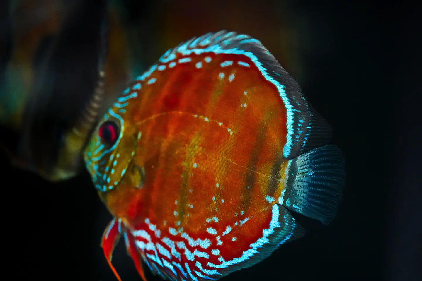 Cuipeua Red Solido 2