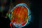 Cuipeua Red Solido - Thumbnail 2