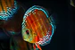 Cuipeua Red Solido - Thumbnail 3