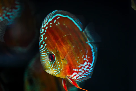 Cuipeua Red Solido