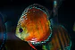 Cuipeua Red Solido - Thumbnail 2