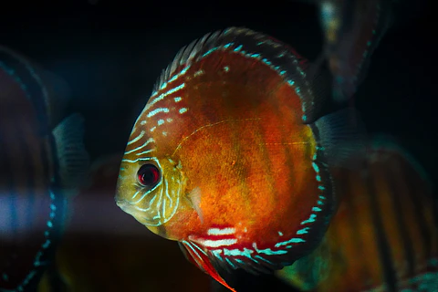 Cuipeua Red Solido