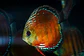 Cuipeua Red Solido - Thumbnail 1