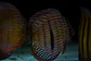 Golden Ica Royal - Thumbnail 6