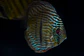 Golden Ica Royal - Thumbnail 7