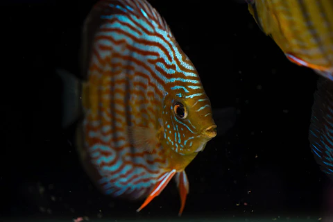 Iripixi Royal