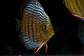 Iripixi Royal - Thumbnail 2